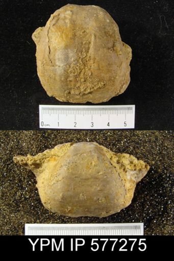 Productus horridus
