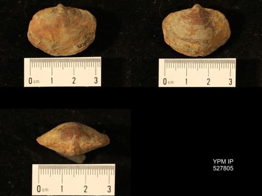 Athyris cf. lamellosa