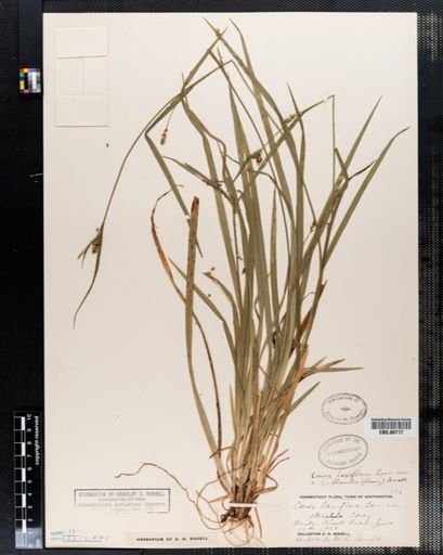 Carex laxiflora