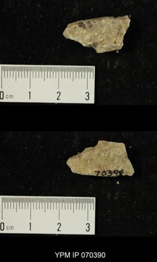 Heliolites spongiosus