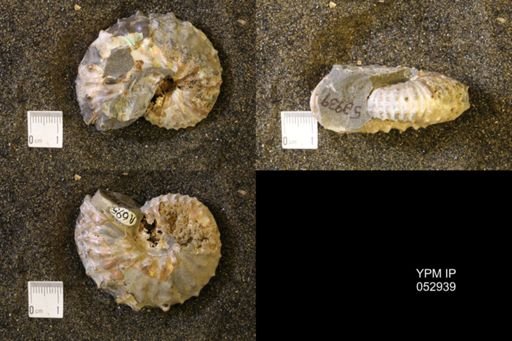 Discoscaphites gulosus