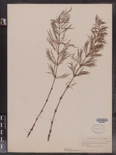 Equisetum sylvaticum