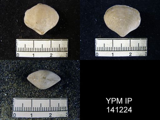 Athyris sp.