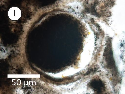 Leiosphaeridia jacutica