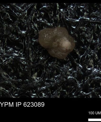 undet. Foraminiferida