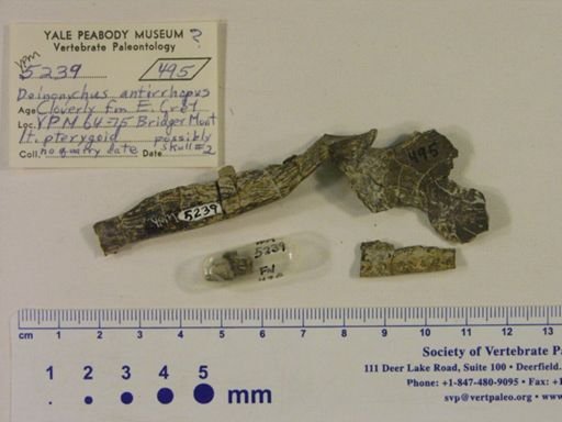 Deinonychus antirrhopus