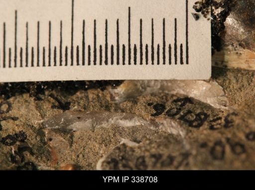 Protocardia subquadrata