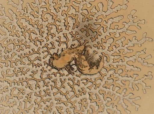 Sphaeroma quadridentatum