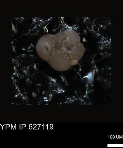 undet. Foraminiferida