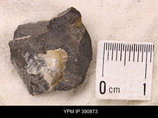 undet. Bivalvia