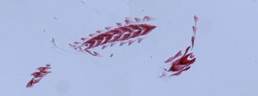Flabellina verrucosa