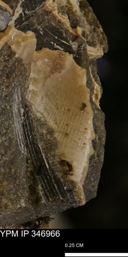 undet. Bivalvia