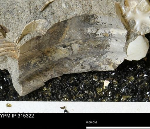 undet. Ammonoidea