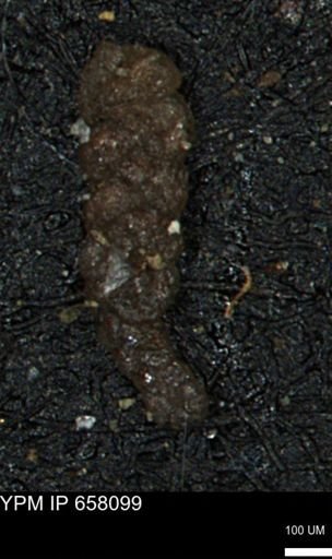 Ammobaculoides whitneyi