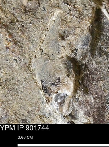 undet. Mollusca