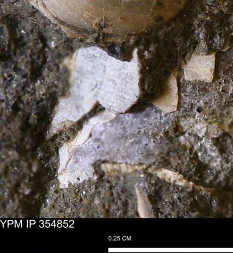 undet. Mollusca