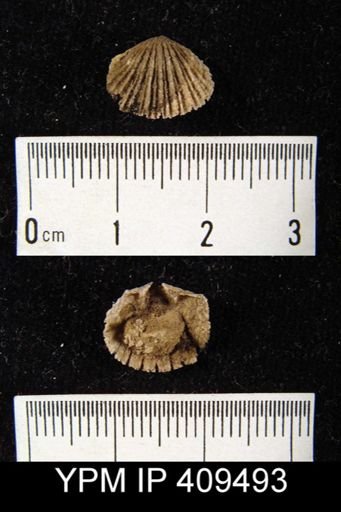 Glyptorthis?