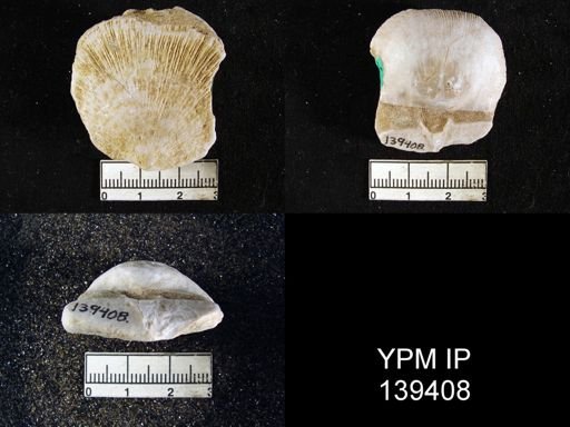 Derbya hemisphaerica