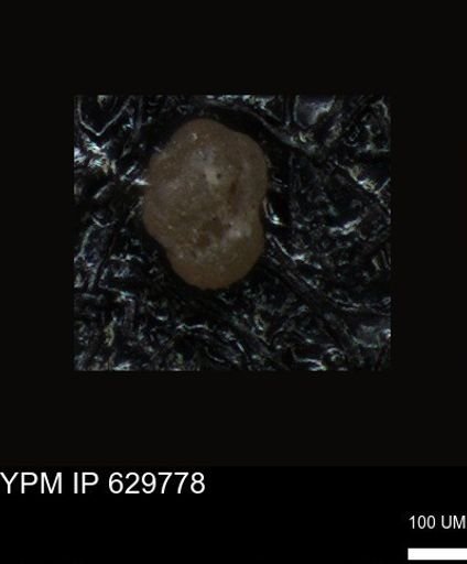 undet. Foraminiferida
