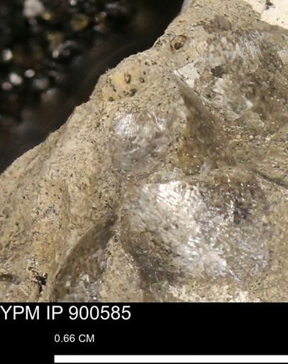 Anomia gryphorhyncha