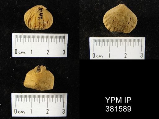 Uncinulus vellicatus