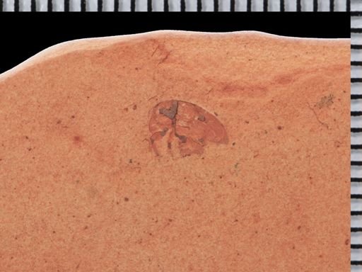undet. Curculionidae