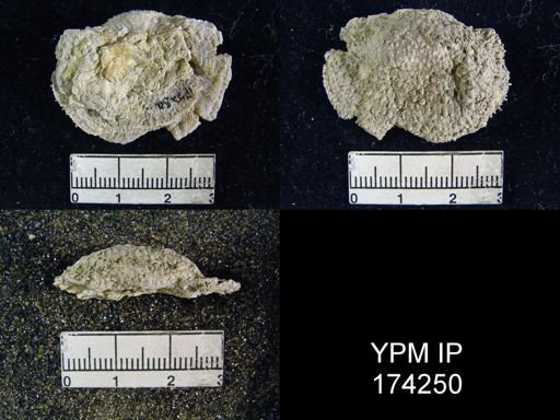 Pustula sp.