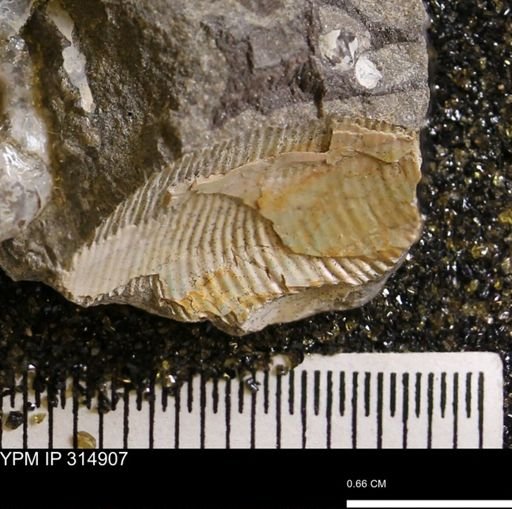 Discoscaphites sp.