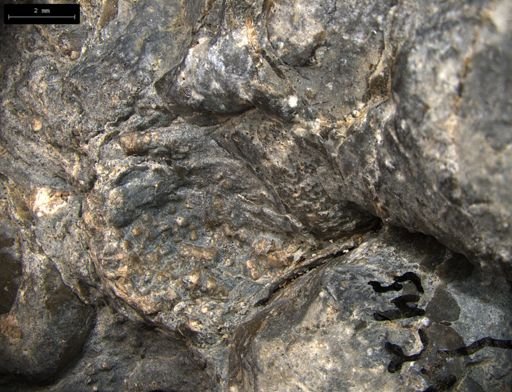 Aplocoma damesii