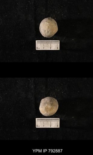Hindia sphaeroidalis
