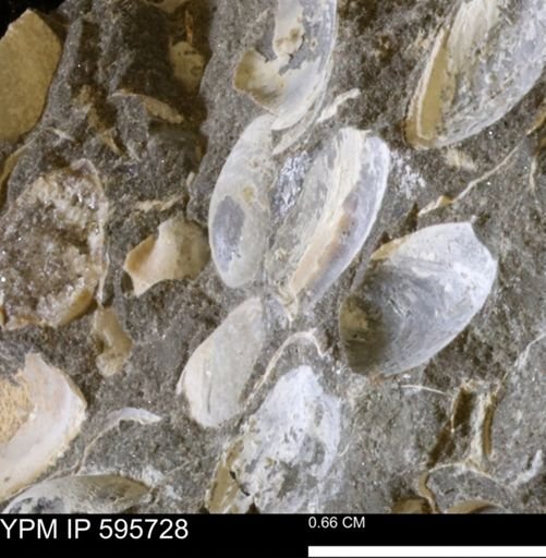 Protocardia sp.