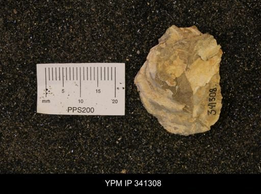 Inoceramus sp.