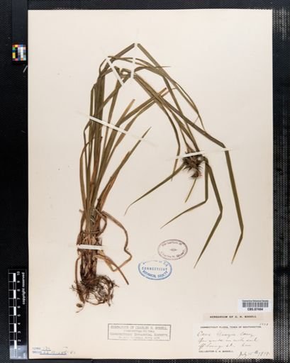 Carex grayi