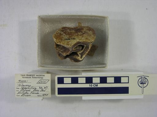 Teleoceras sp.