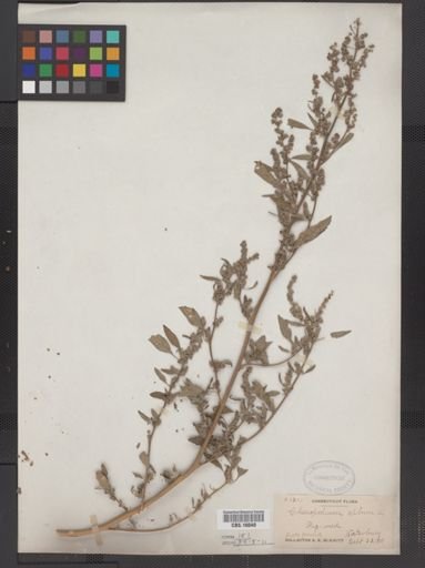 Chenopodium album