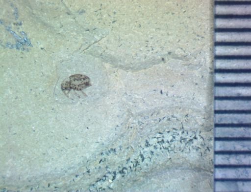 undet. Curculionidae