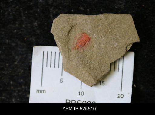 undet. Synziphosurina