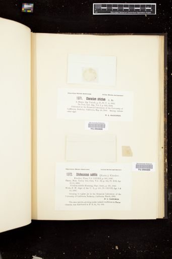 Stichococcus subtilis
