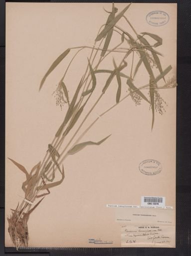 Panicum lanuginosum