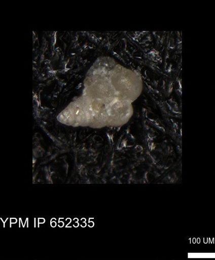 undet. Heterohelicidae