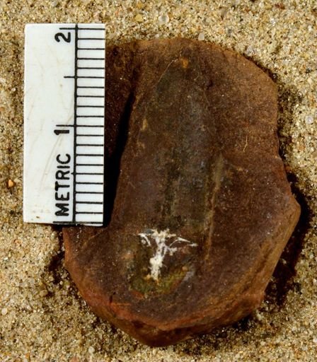 Lepidostrobus