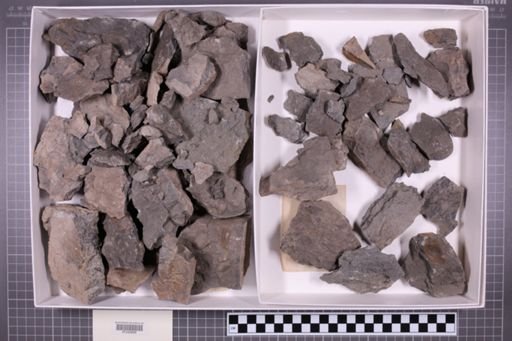 mixed taxa, stratigraphic collection