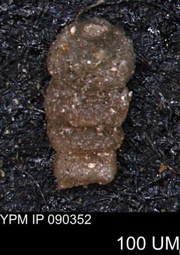 Ammobaculites euides