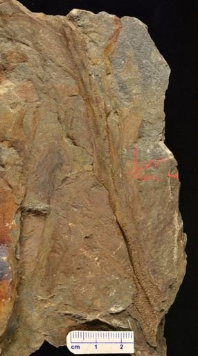 Tetraxylopteris sp.