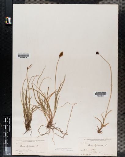 Carex leporina