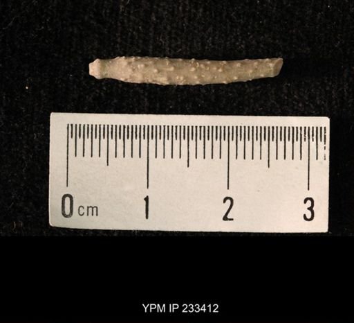 Archaeocidaris sp.