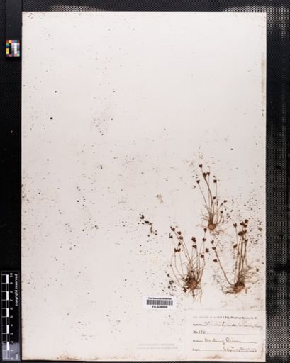 Bulbostylis capillaris