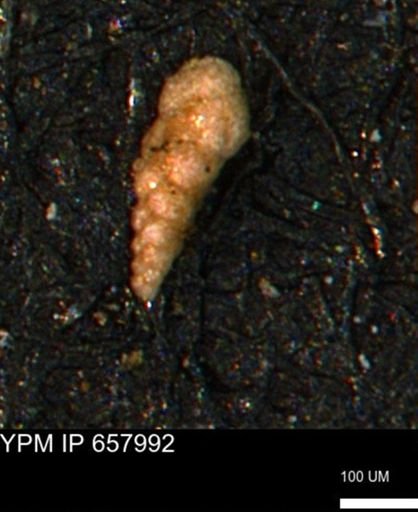 Verneuilinoides kansasensis