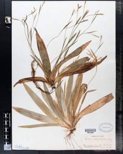 Carex platyphylla