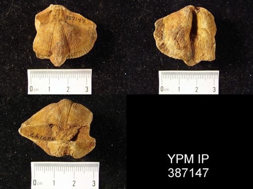 Syringothyris?